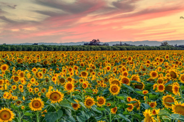 Sunflower Field, Woodlands