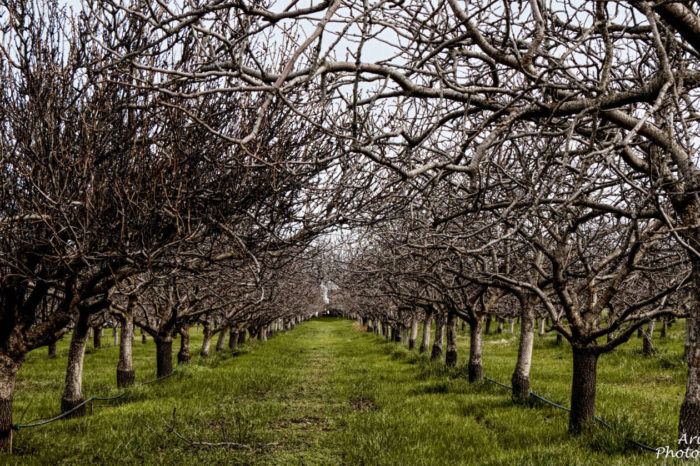 Capay Valley, California
