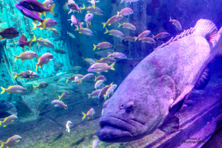 Marine Habitat, Atlantis, Bahamas